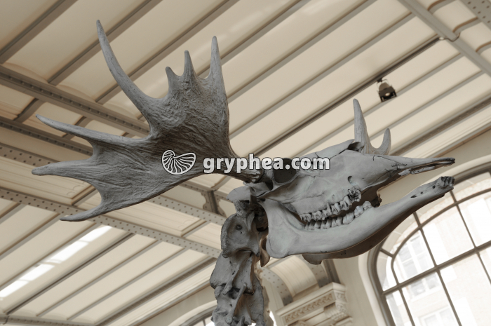 Megaloceros giganteus – Cervidé géant du Pléistocène - gryphea.com